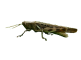 sprinkhaan